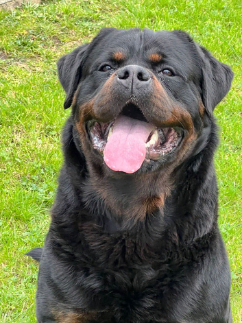 Top pedigree kc reg Rottweiler for top bloodline show parents