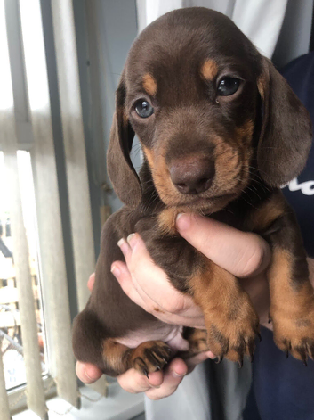 Miniature Dachshunds