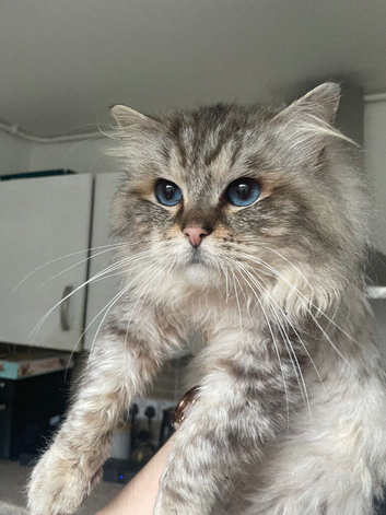 Gccf Ragdoll stud