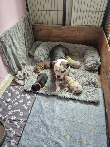 Pocket bullys
