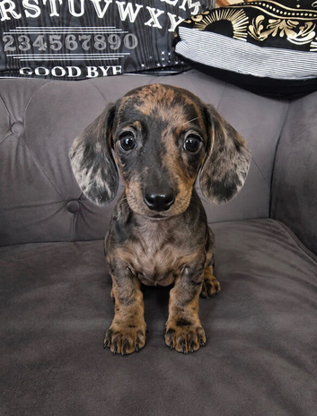Miniature dapple dachshunds
