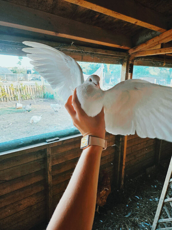 Indian Fantail Pigeon