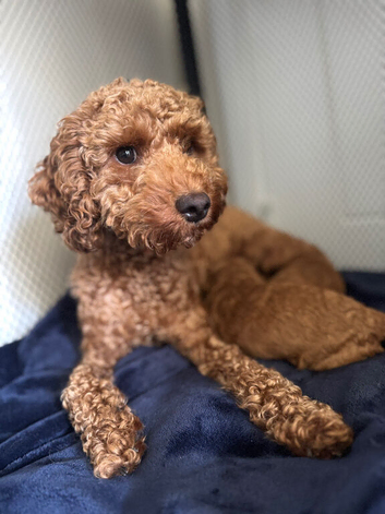 Tiny toy poodle puppies