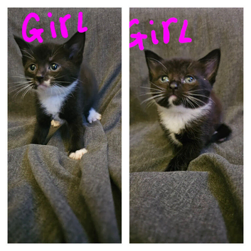 Female kittens