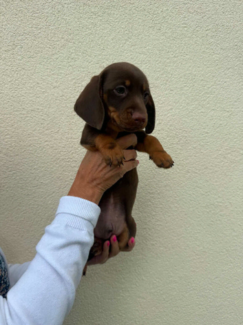 READY NOW BEAUTIFUL MINITURE DACHSHUND BABIES
