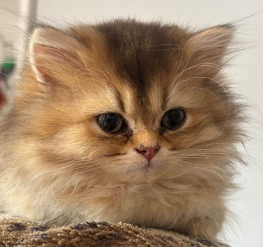 British Longhair and Shorthair Kittens