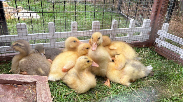 Various Indian runner ducklings available