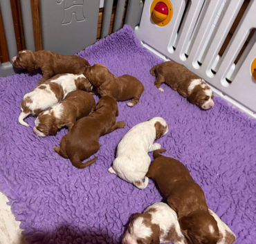 Fabulous Australian labradoodle pups. (Health tested lines)