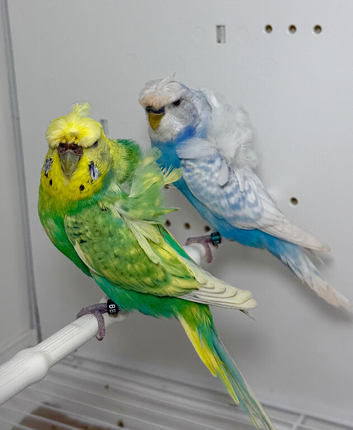 Pair of Helicopter budgies (hagoromo) for sale