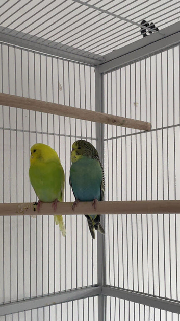 2 male budgies for sale