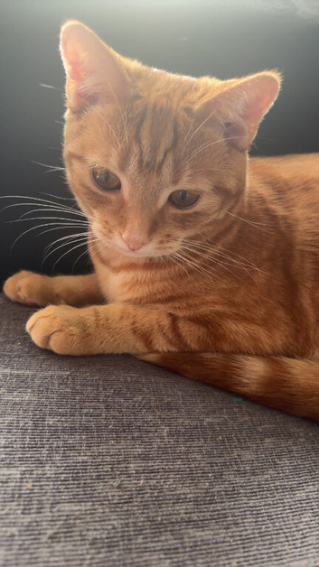 Ginger kitten