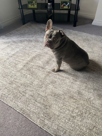 2 year old French bulldog