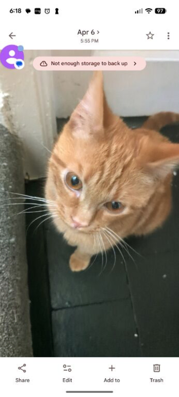 Simba &ndash; 8 Month Old Male Kitten Looking for a Loving Home