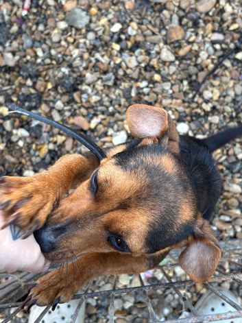 Jack Russell litter