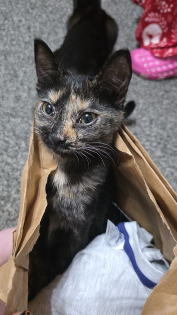 Loving Home for Maisie