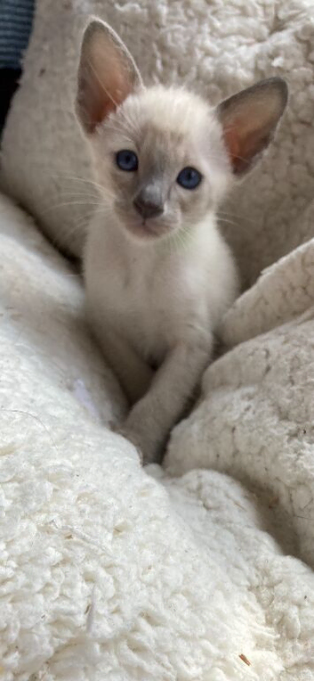 Beautiful GCCF registered Siamese babies