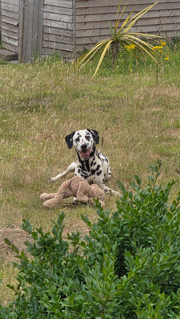 Gorgeous Dalmations for sale