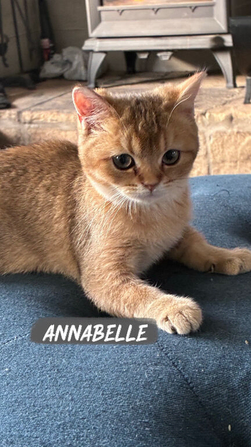 Pedigree BSH Kittens Ready Now!