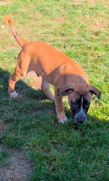 American bulldog x Belgian Malinois pups