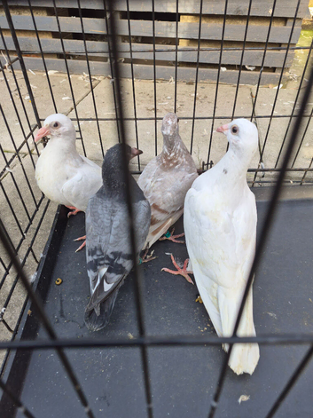 Raceing pidgeons