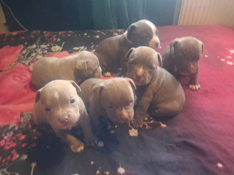 6 gorgeous american pocket bully puppies (READY TO RESERVE)