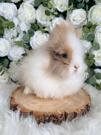 Vaccinated Double Mane Lionheads Boys & Girls - Ready Now