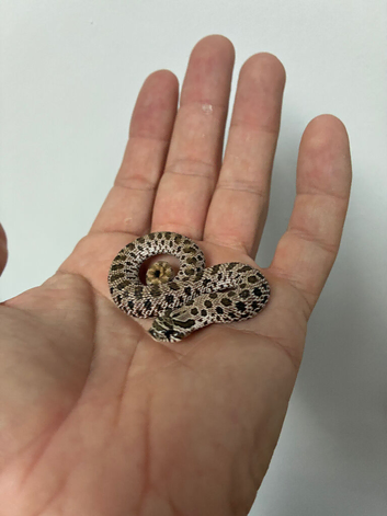 2025 western hognose babies with deals on multiple or all.