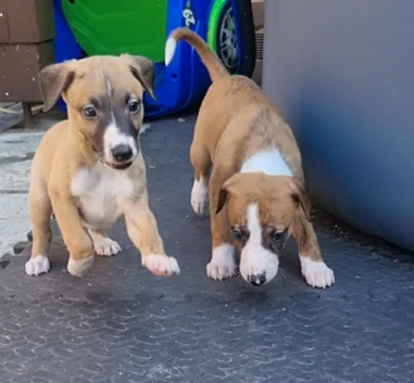 Beautiful whipped pups