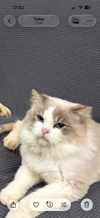 2 Ragdoll boy Two years &pound;100