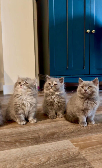 Beautiful British Shorthair & Longhair Kittens