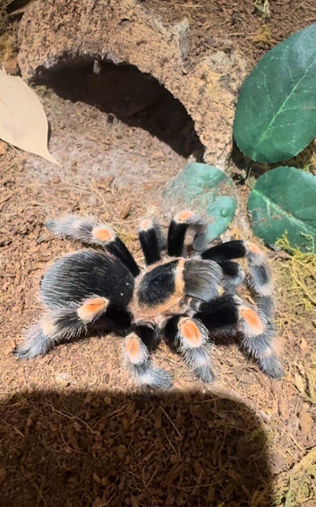 Various / Tarantula collection