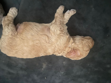 Covapoo pups for sale