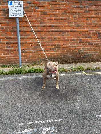 Loving lovely mastiff girl for ad sale