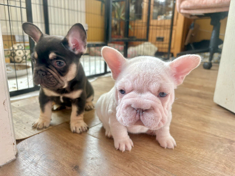 Fluffy Frenchies For Sales
