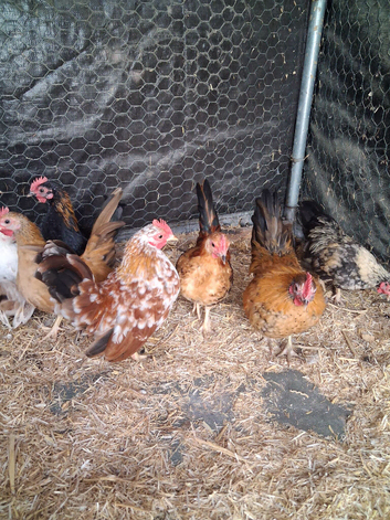 Young Serama cockerels