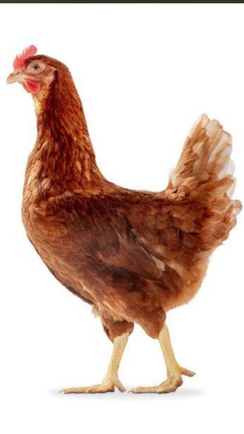 Laying Hens