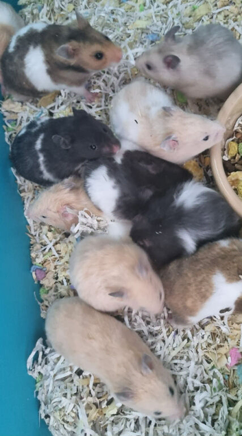 SYRIAN HAMSTERS MALE/FEMALE