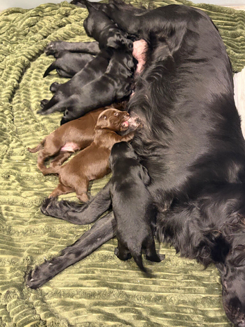 KC Flat coated Retriever Liver and black puppies