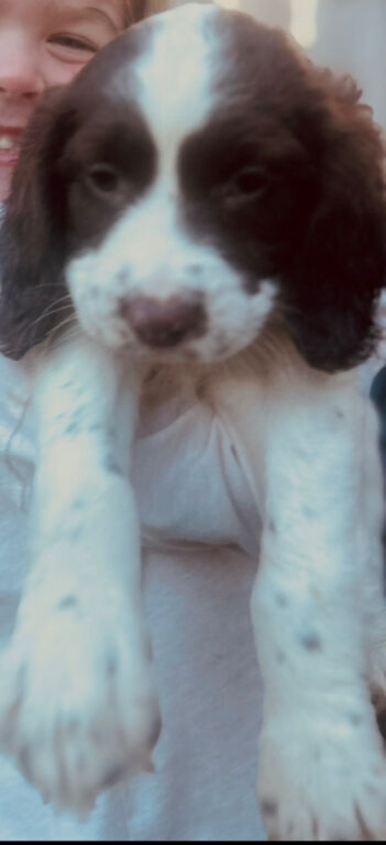 English springer spaniel pups