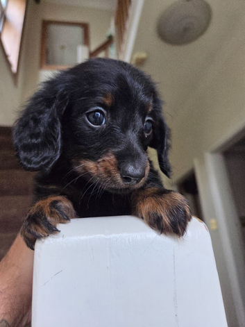 Gorgeous mini Dachshund