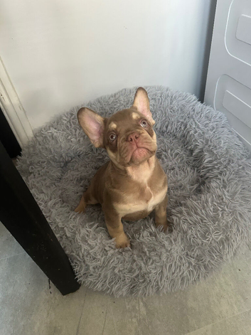Reduced Isabella/Rojo Frenchie puppies