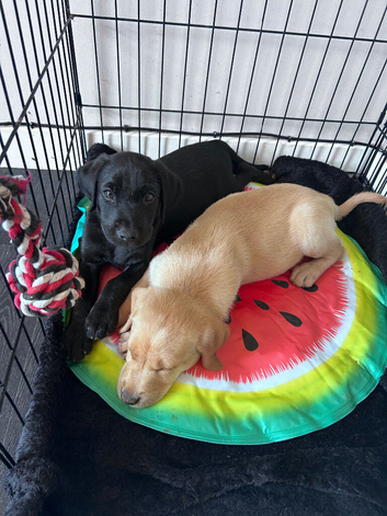 Ready to leave now Labrador pup