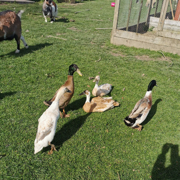 Indian Runner Duck Eggs X 6