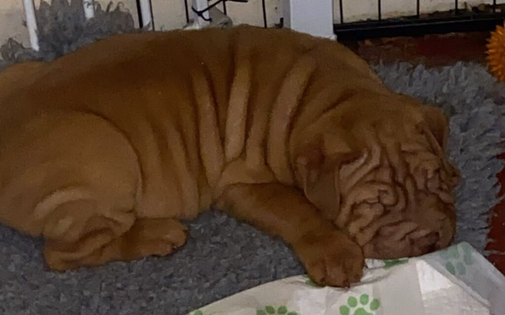 Shar-pei x Ridgeback mixed breed