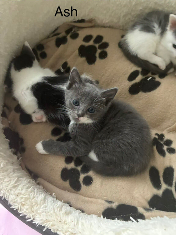 Ragdoll x kittens