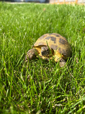 Horsefield tortoise