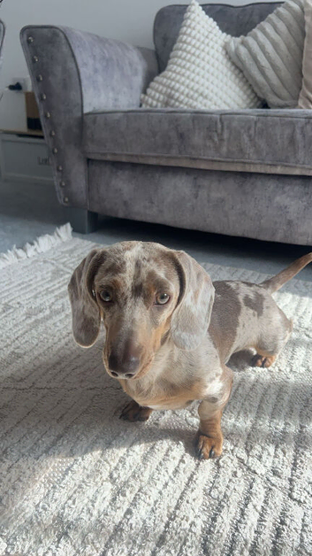 3 Year Old miniature dachshund