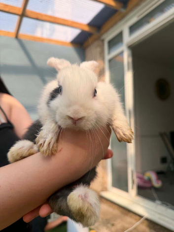 Rabbits