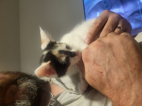 Maine coon cross kittens