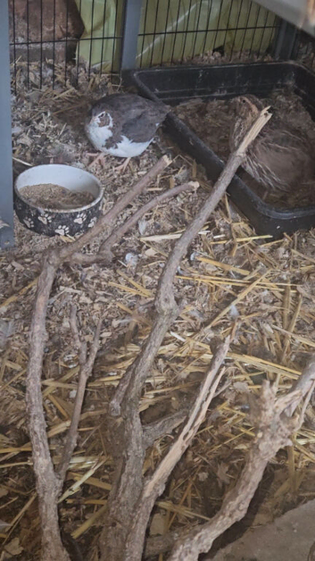 11 quail